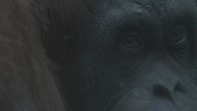 Thoughtful look monkey