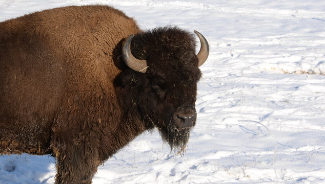 Sonnenbad, Bison im Schnee