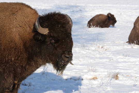 B&uuml;ffelzunge, Bison zeigt seine Zunge