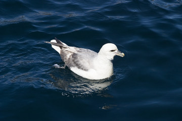 Northen Fulmar