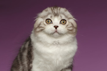 Closeup Portrait of White Scottish Fold Kitten on Purple