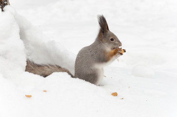Naklejka na ściany i meble Little gray squirrel eating nuts on the snow