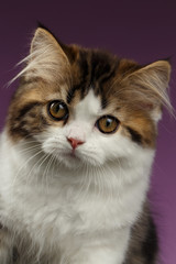 Fototapeta premium Closeup Portrait Angry Scottish straight Kitten on Purple