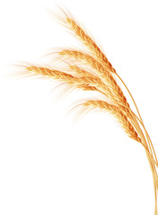 Wheat ears isolated on the white background