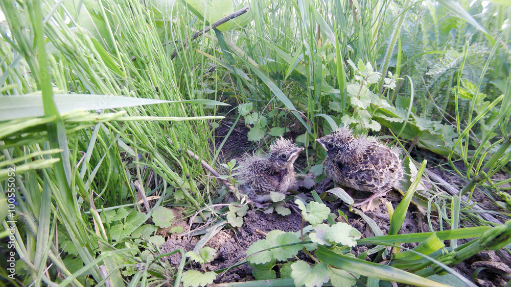 Poster skylark (alauda arvensis)