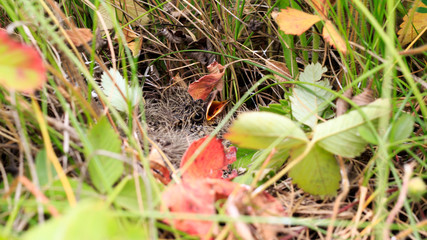 Skylark (Alauda arvensis)