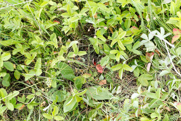 Skylark (Alauda arvensis)