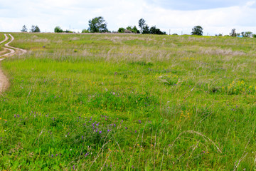 Fototapeta premium Skylark (Alauda arvensis)