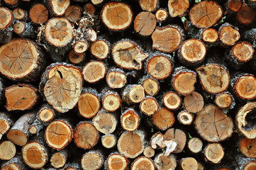 Texture of the felled logs. Many round slices of trees.