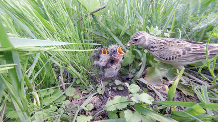Skylark (Alauda arvensis)