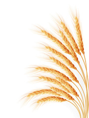 Wheat ears isolated on the white background