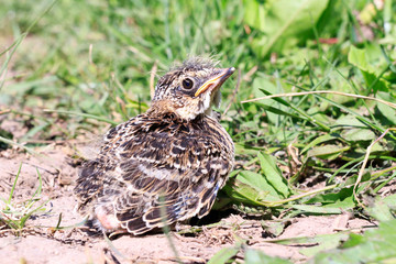 Skylark (Alauda arvensis)