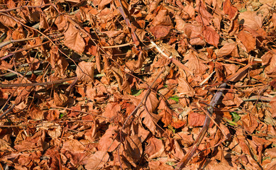 Cut brush browning in sunlight