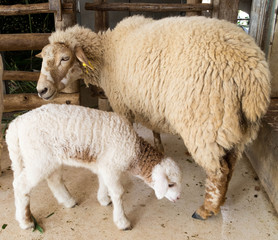 Mother sheep and her baby lamb