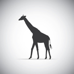 Silhouette of a giraffe
