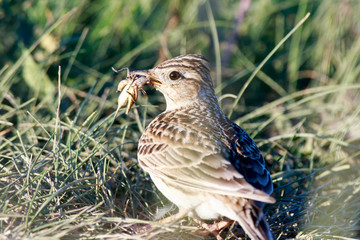 Skylark (Alauda arvensis)