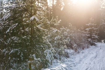 Forest winter landscape