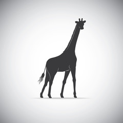 Silhouette of a giraffe