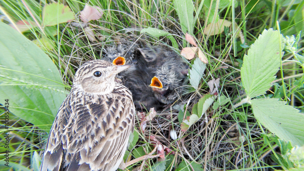 Wall mural skylark (alauda arvensis)