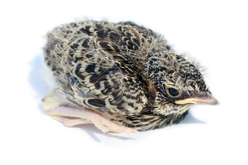 Skylark (Alauda arvensis)