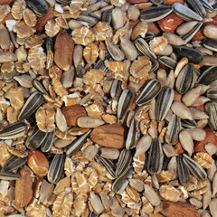 bfp5 BirdFoodPhoto - Futtermischung für Wildvögel - quadrat g4172