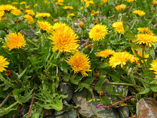 Obraz premium Dandelion weeds in full bloom
