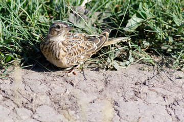 Skylark (Alauda arvensis)