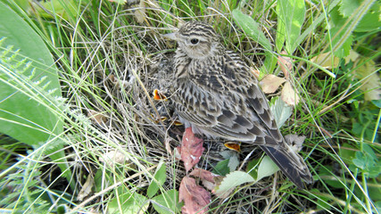 Skylark (Alauda arvensis)