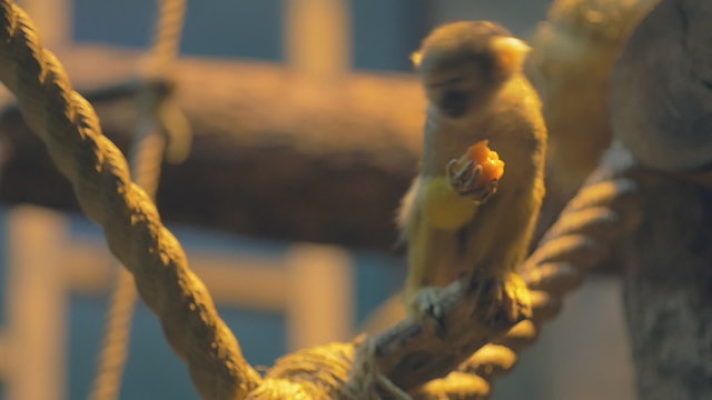 Monkey eat mango