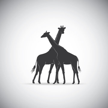 Vector silhouette of Giraffe couple