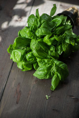 Fresh organic basil