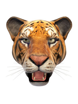 Tiger head isolated on white background