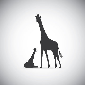 Vector silhouette of mother giraffe with her baby