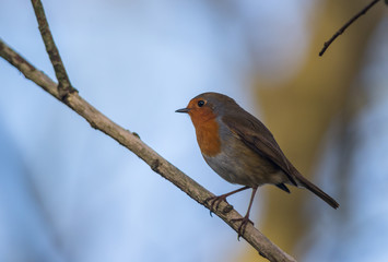 Obraz premium robin bird on a cold winter morning