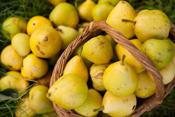 yellow pears  on   green grass.
