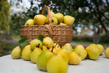 ripe yellow pears