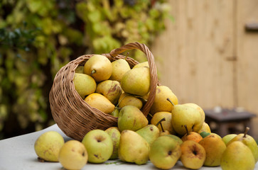 Harvest of sweet pears