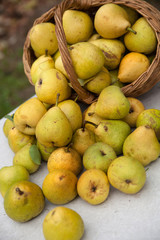 pears in   basket on    table