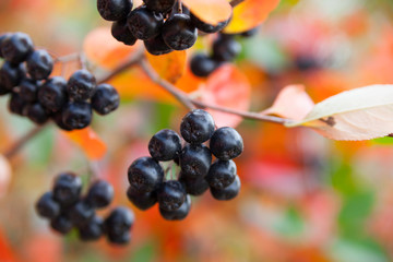 chokeberry on   bush in   garden