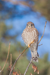 Turmfalke
