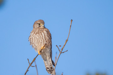 Turmfalke