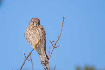 Turmfalke