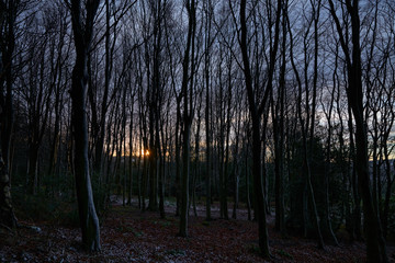 Forest at Sunset