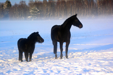 Little black shetland pony and big black horse in the mist on the snowy winterday
