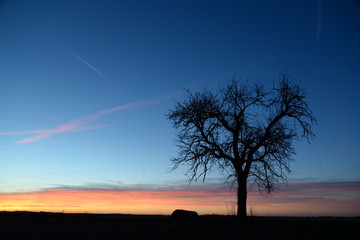 Fototapeta na wymiar Baum mit Abendhimmel