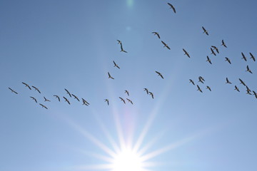 Flock of birds, Greater white-fronted goose in flight, anser erythropus