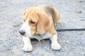 nice beagle dog boy looking