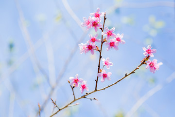 Beautiful pink cherry blossom (Sakura) flower at full bloom on b