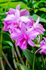 pink and white orchid