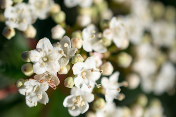 Viburnum tinus flowers.